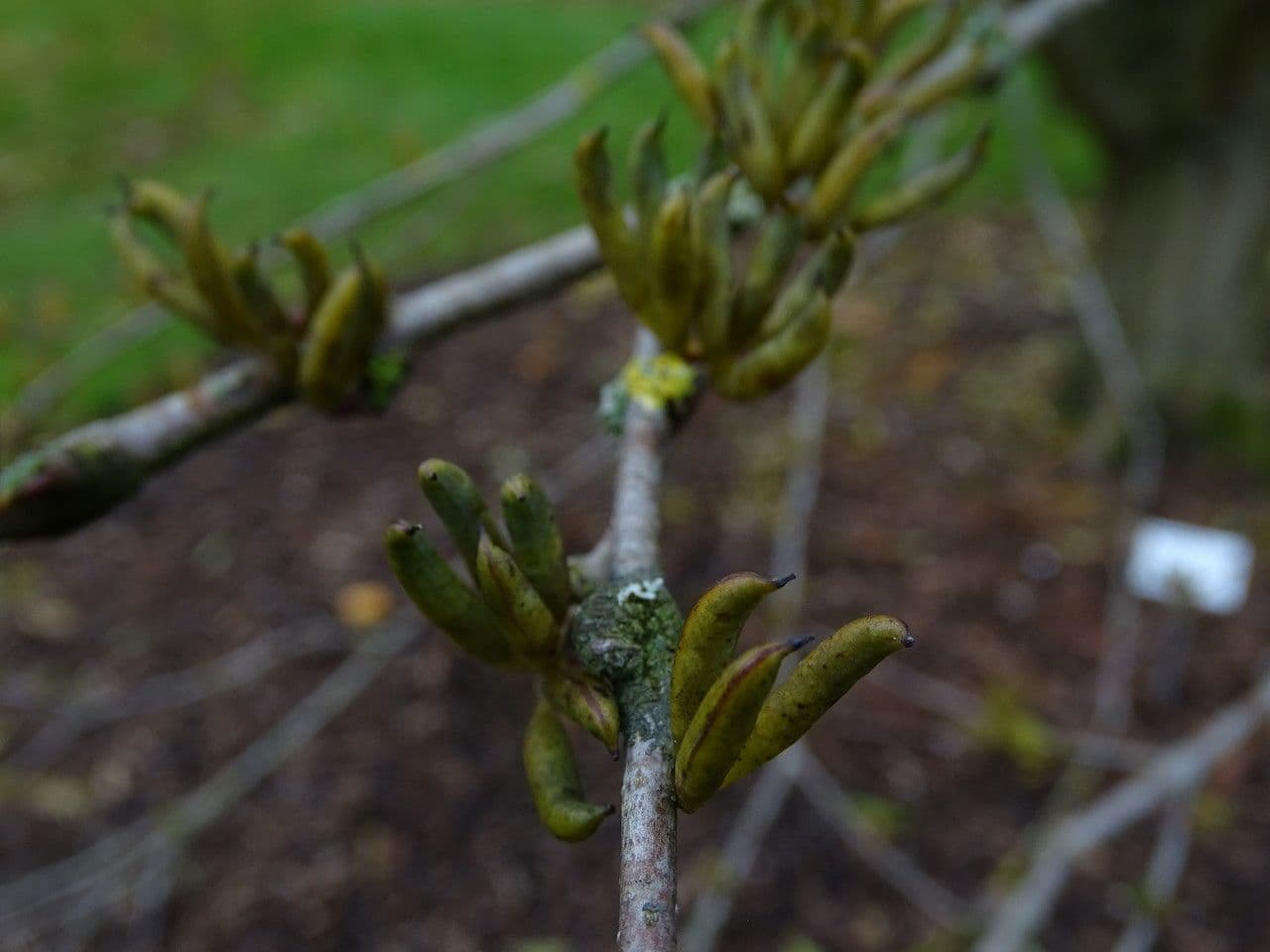 Katsura tree 3
