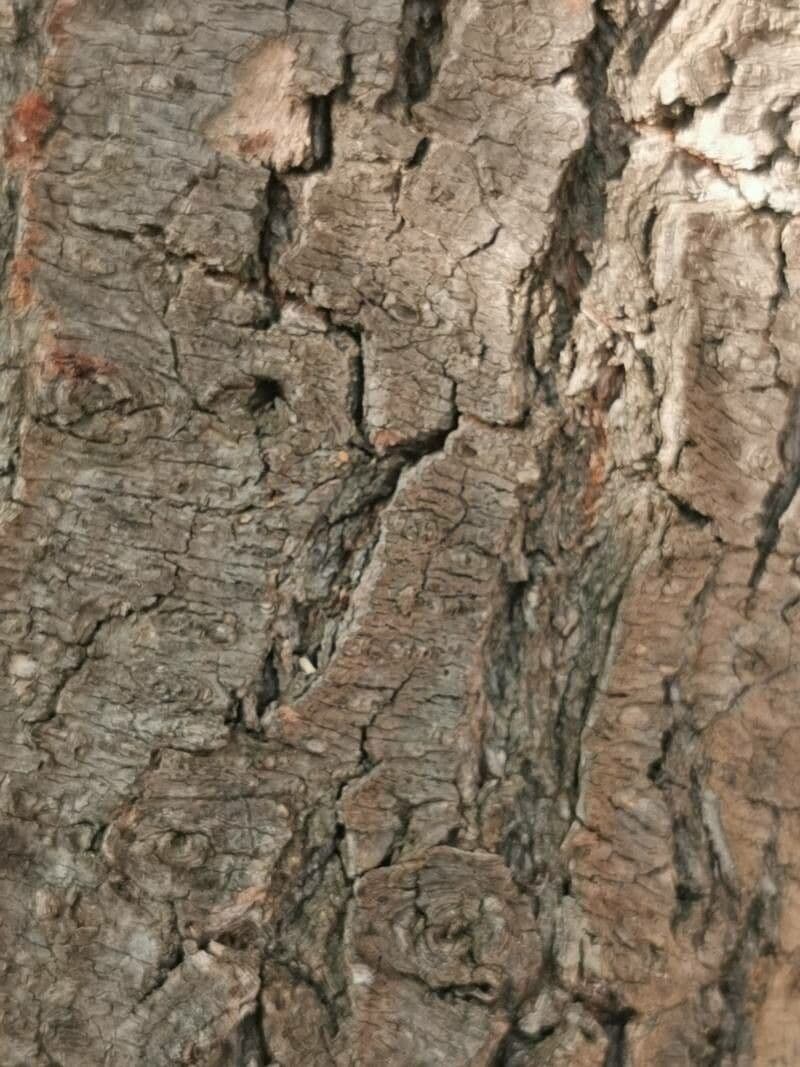 Briançon apricot 17