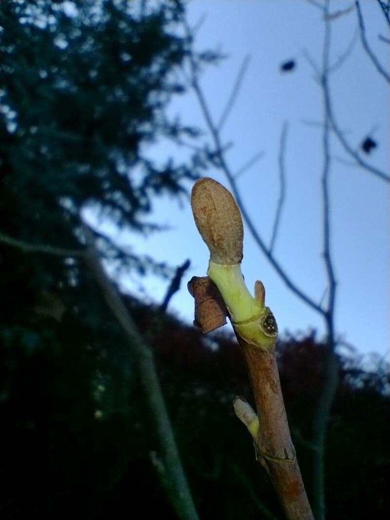 Tulip-poplar 30
