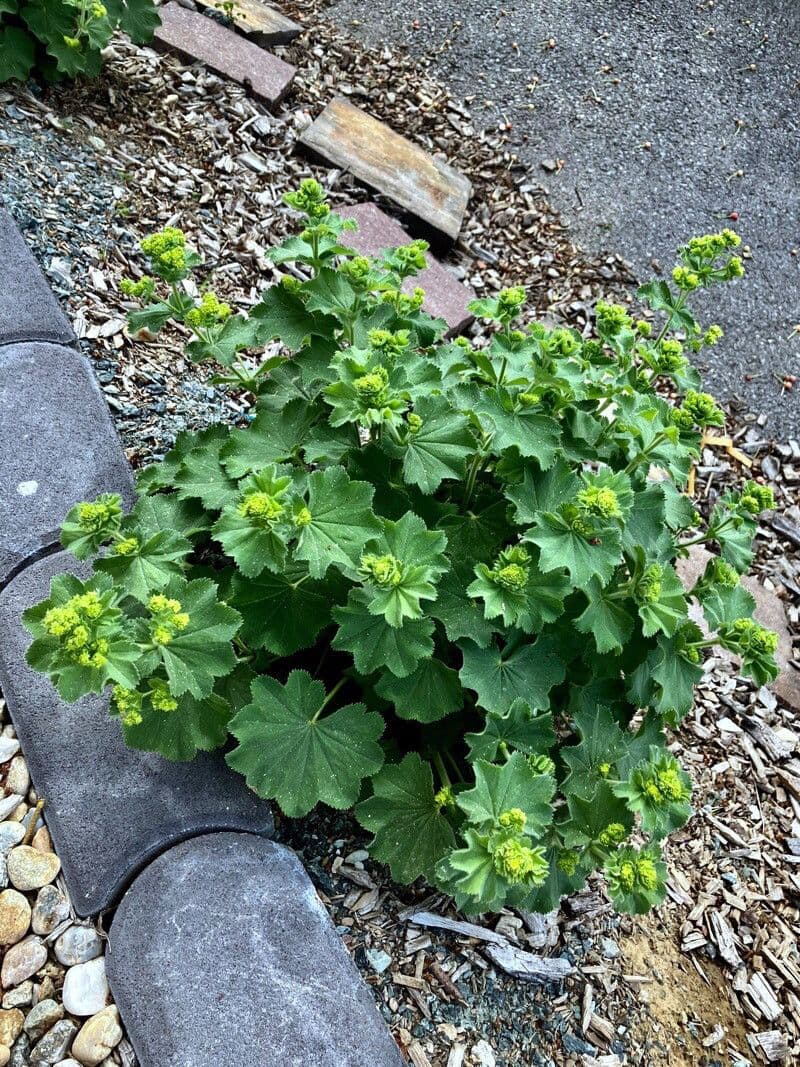 Garden lady's-mantle 12
