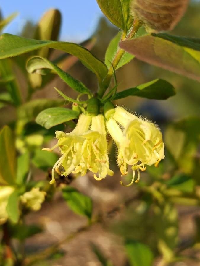 Blue honeysuckle 7