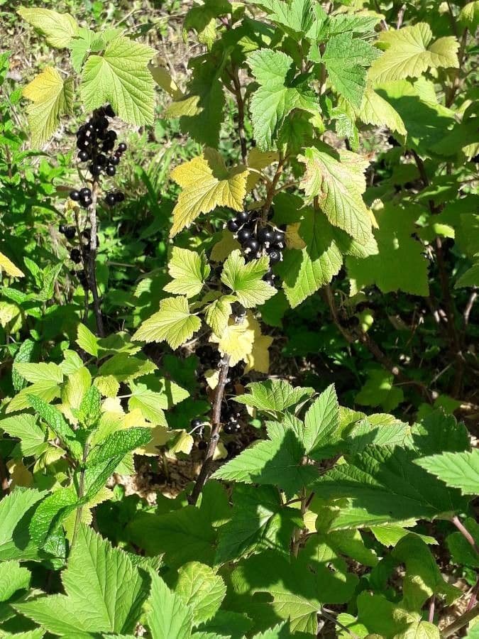 Black currant 29