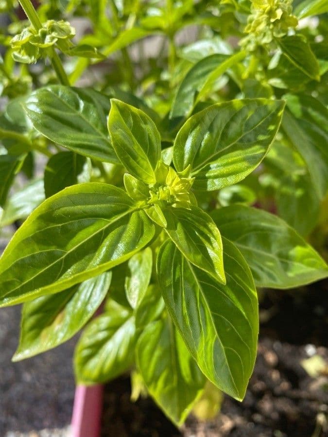 Basil 17
