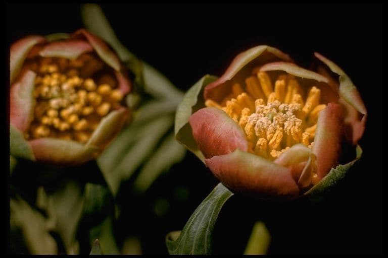 Brown's peony