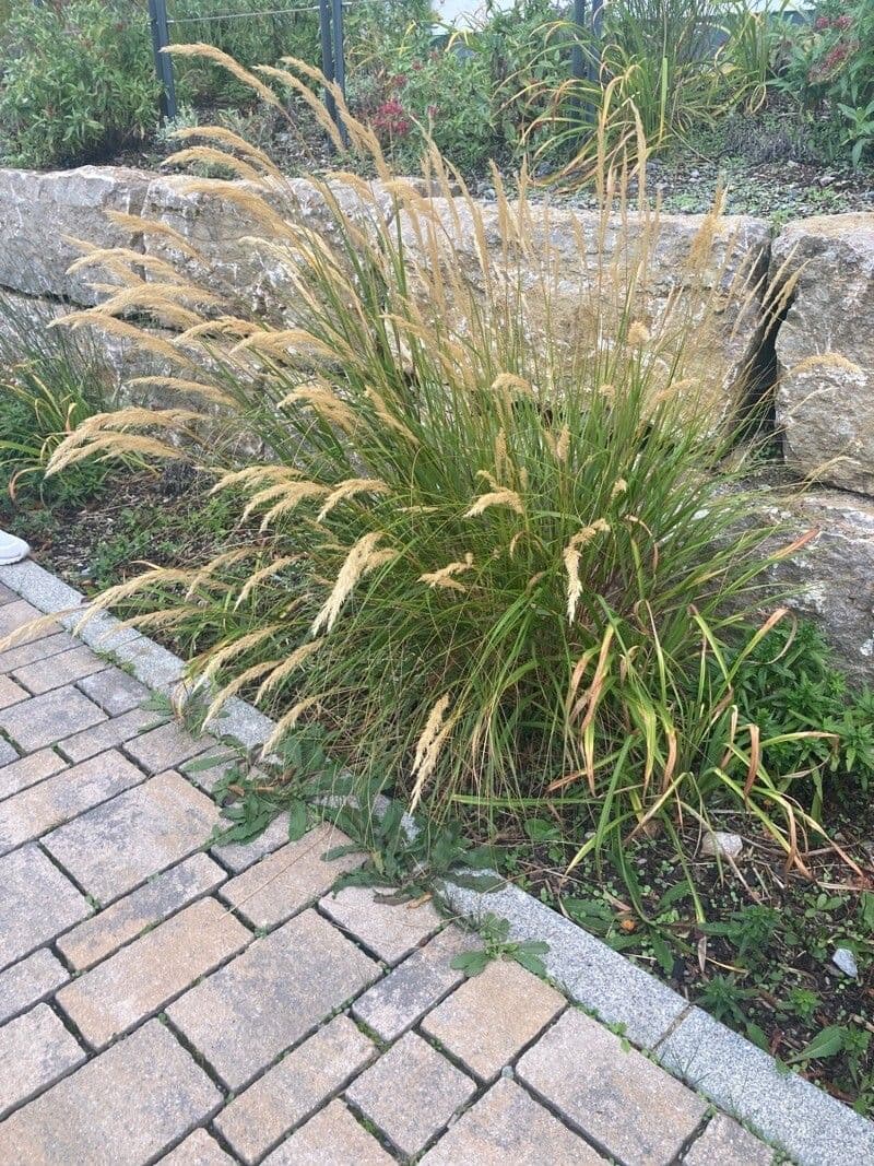 Needle grass 10
