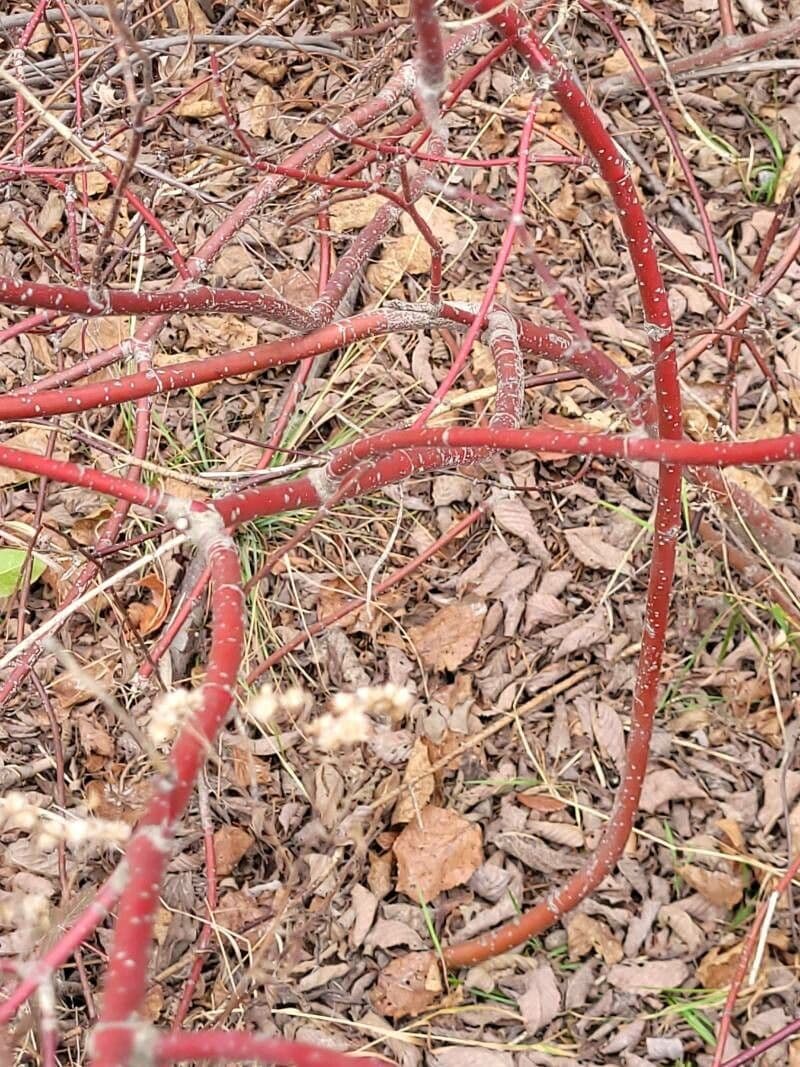 Red-osier dogwood 24