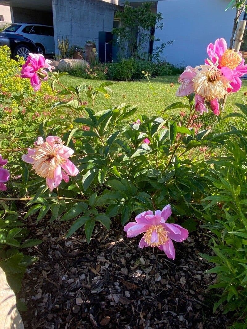 Common garden peony 11