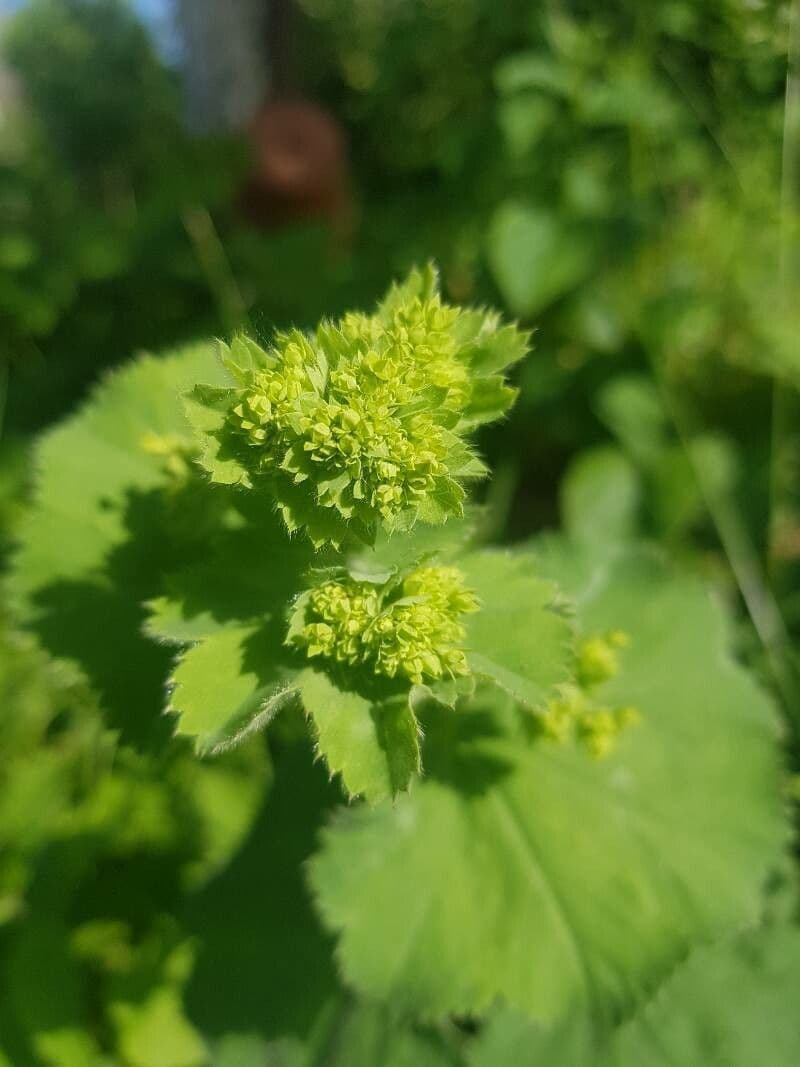 Garden lady's-mantle 9
