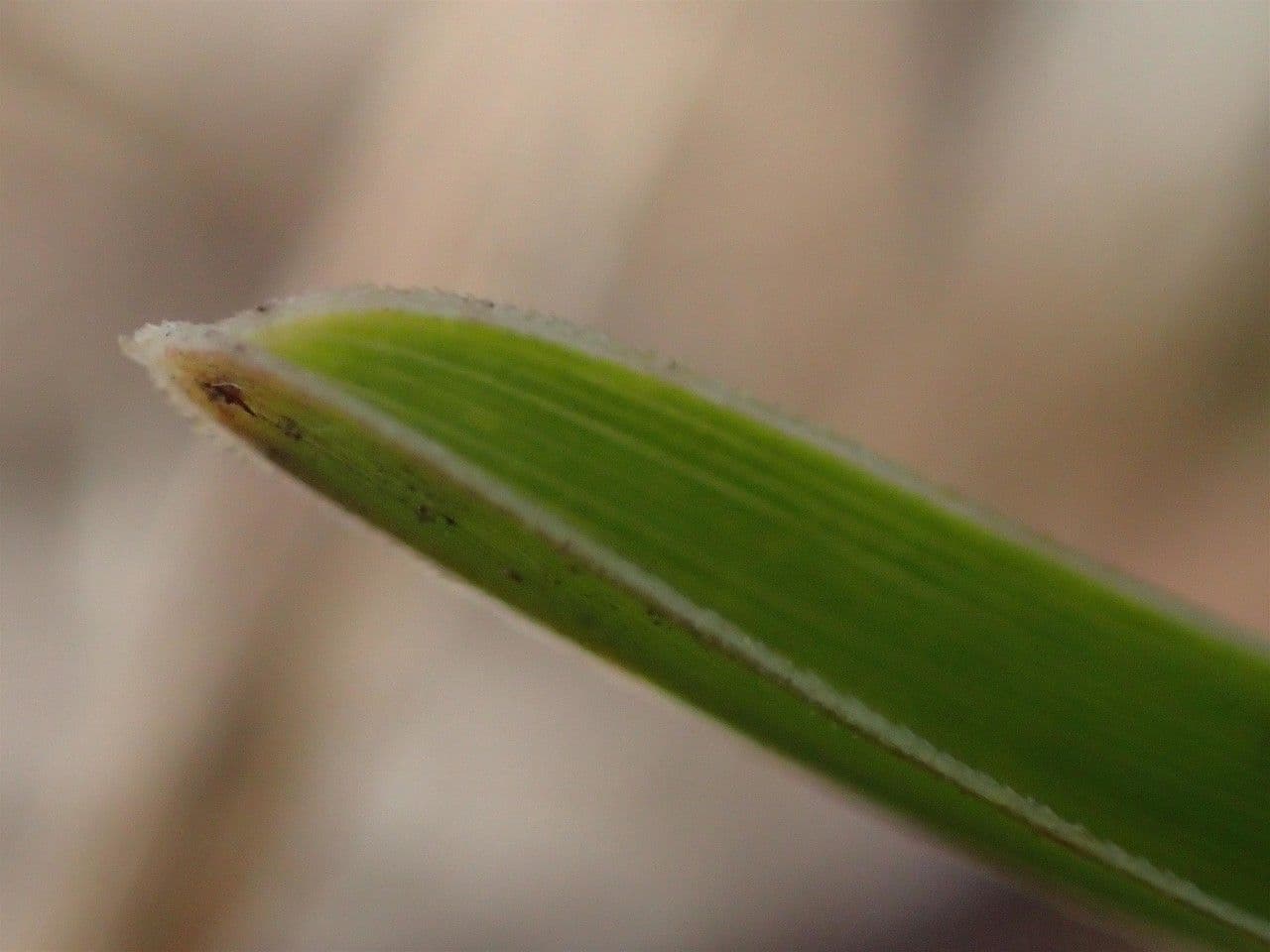 Blue moor grass 17
