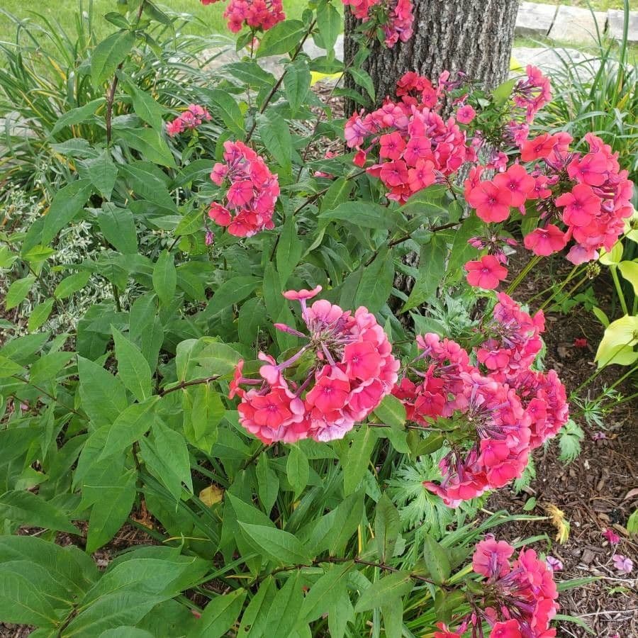 Garden phlox 24