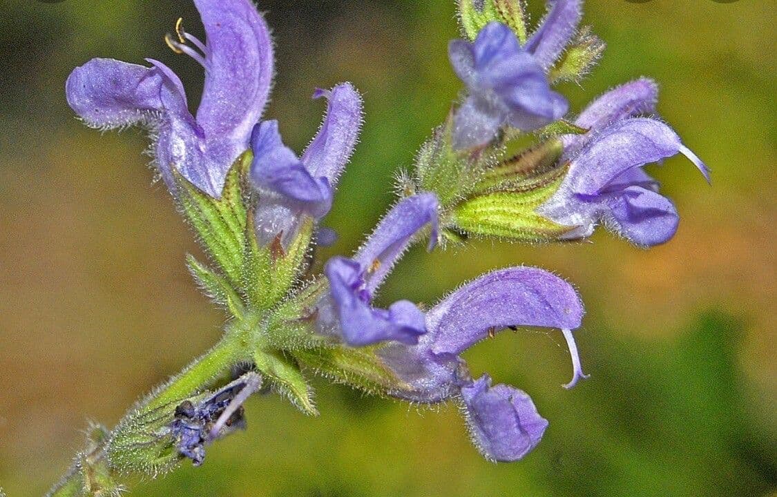 Meadow sage