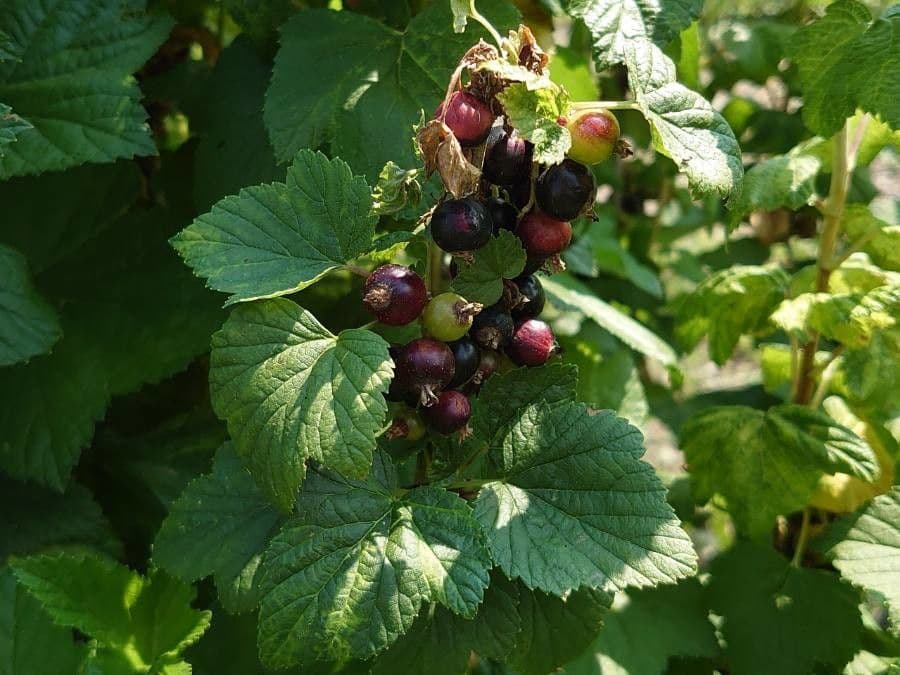 Black currant