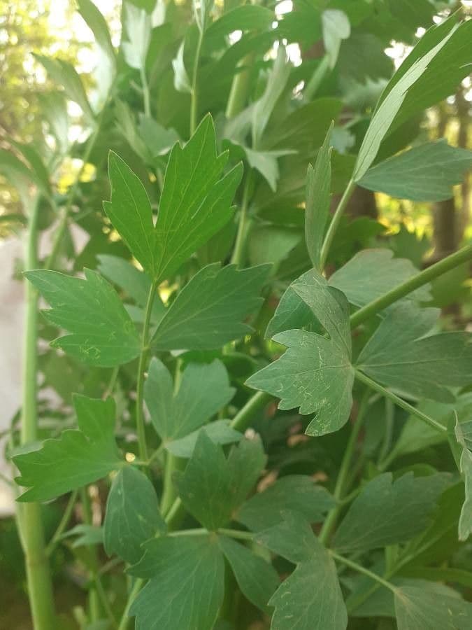 Garden lovage 4