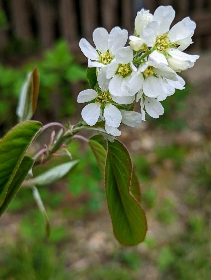 Pacific serviceberry 6