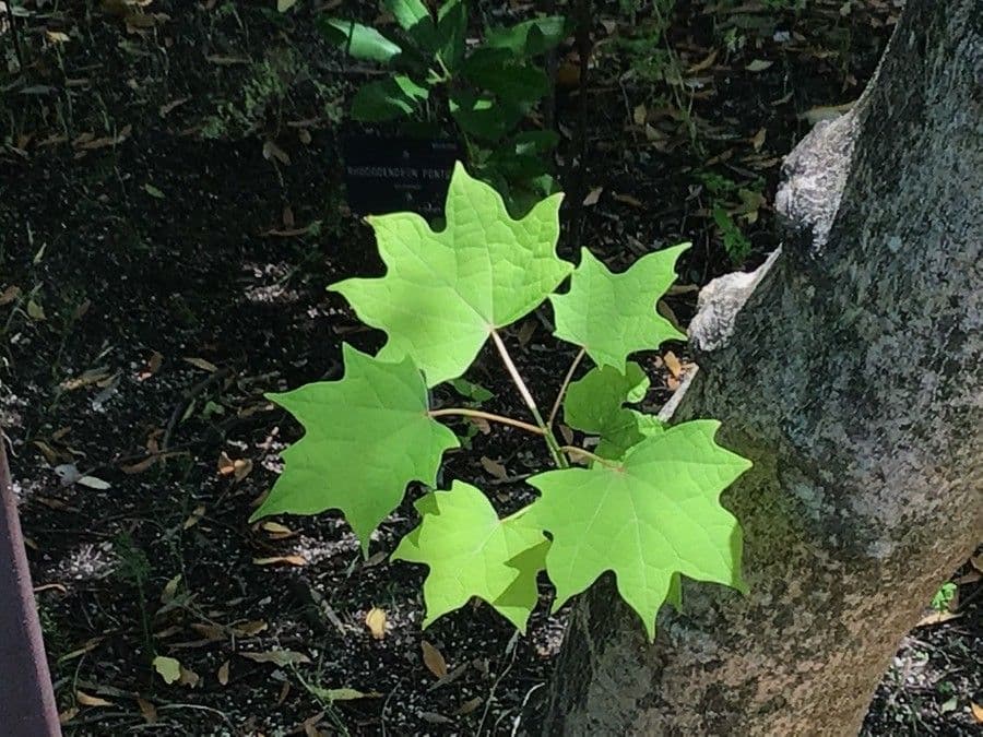 Alangium 12