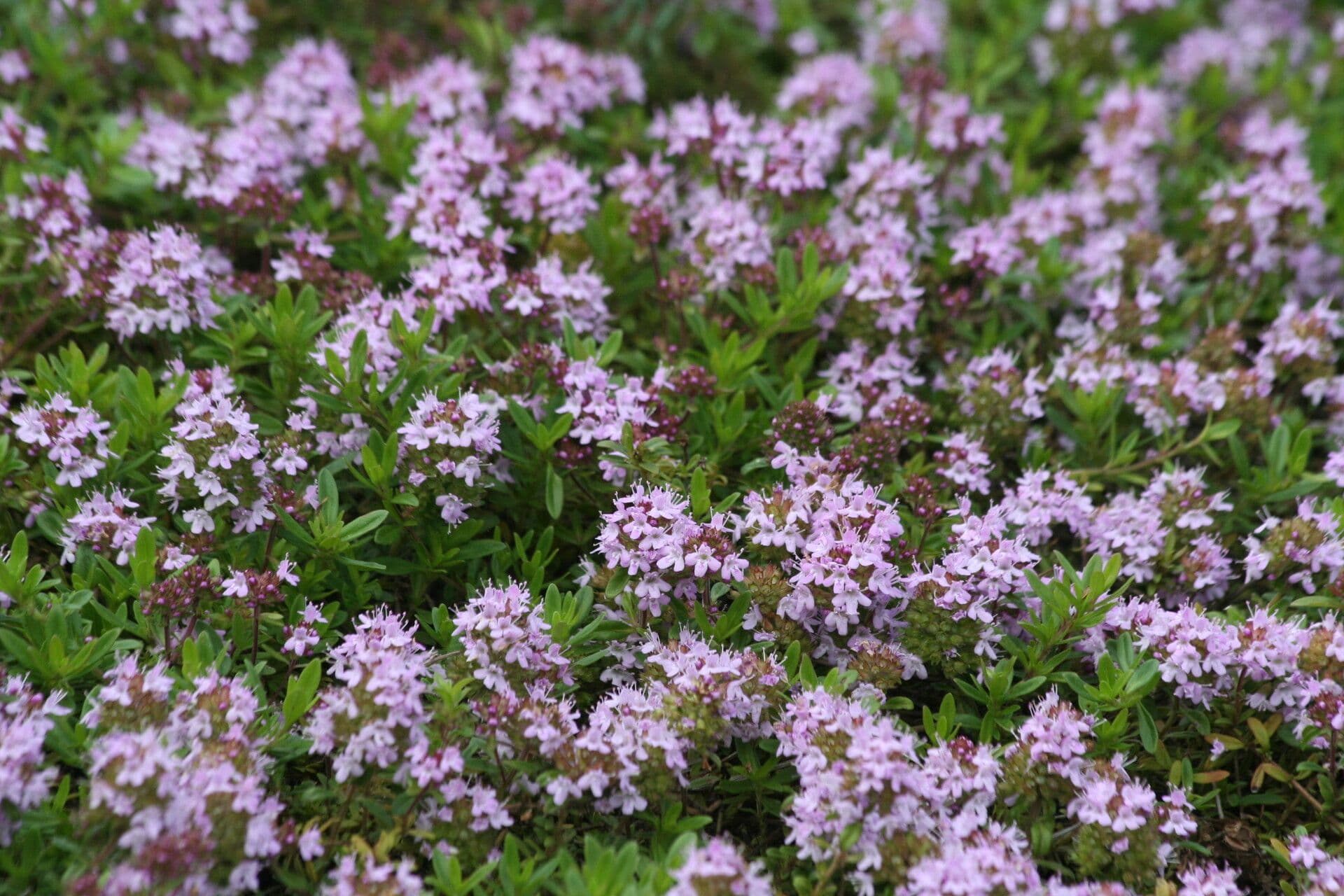Long-stemmed thyme 4