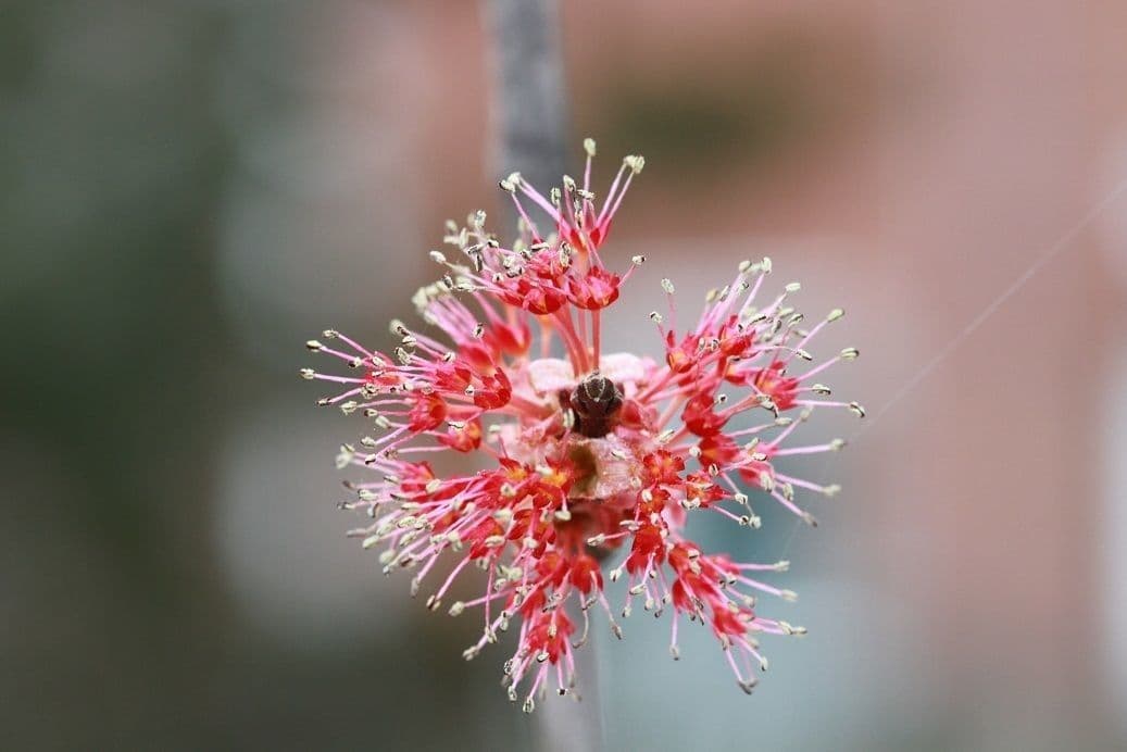Red maple 8