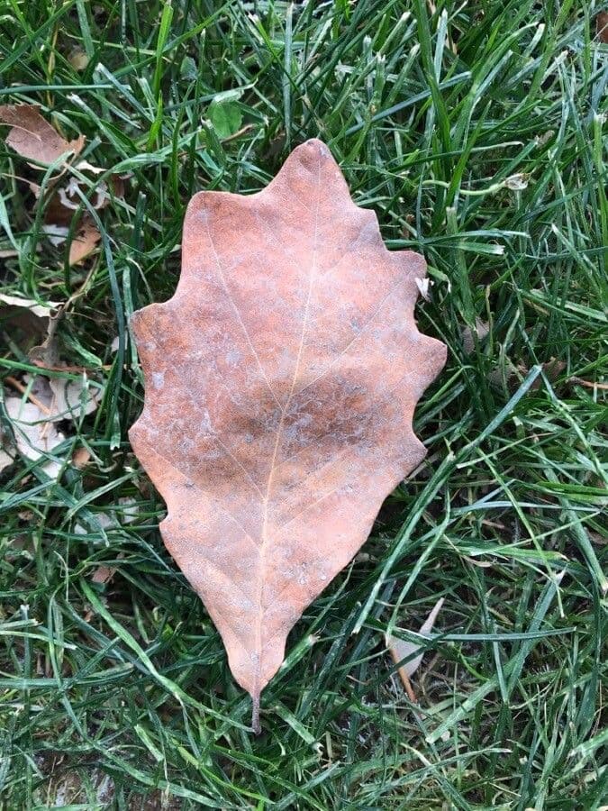 Swamp white oak 14