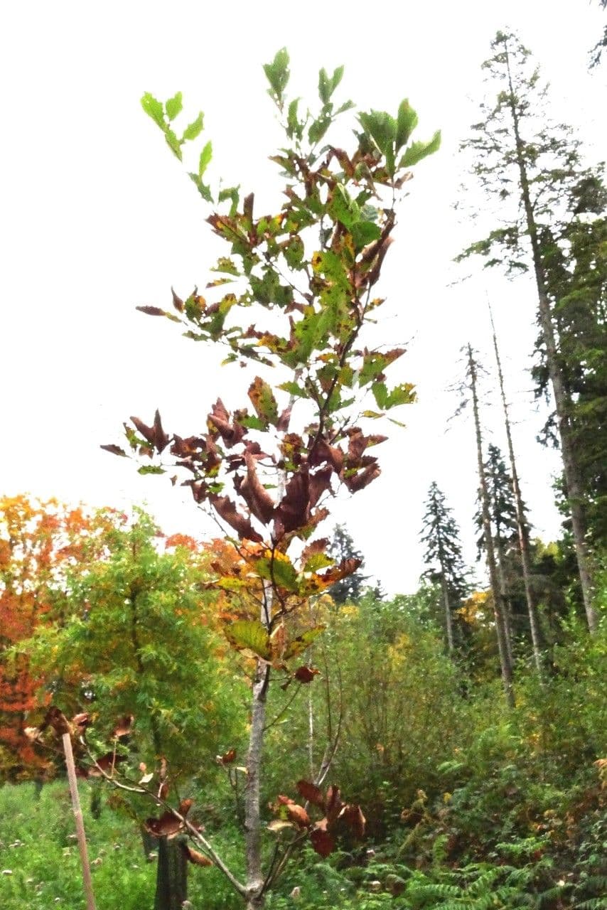 Swamp white oak 10