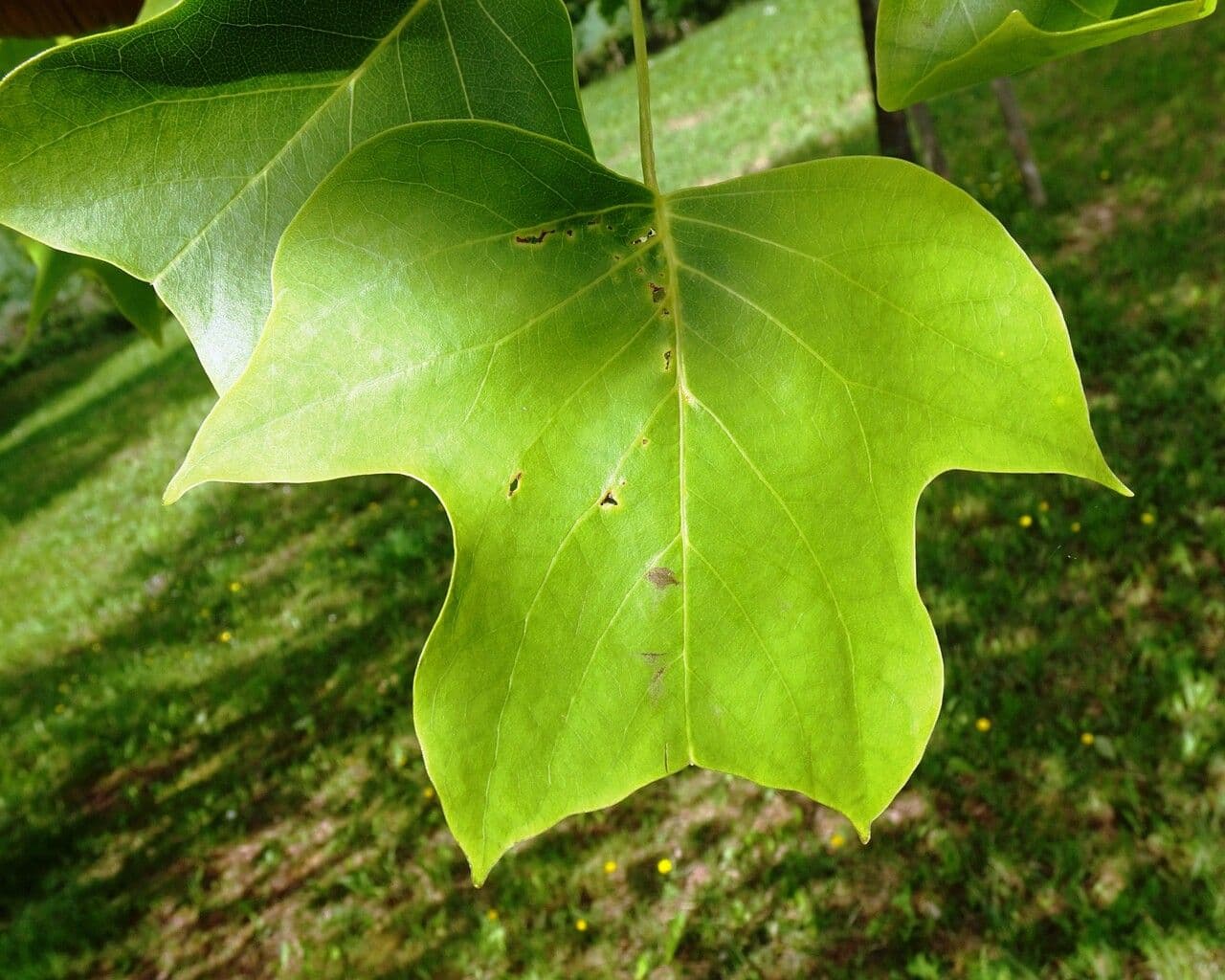 Tulip-poplar 17