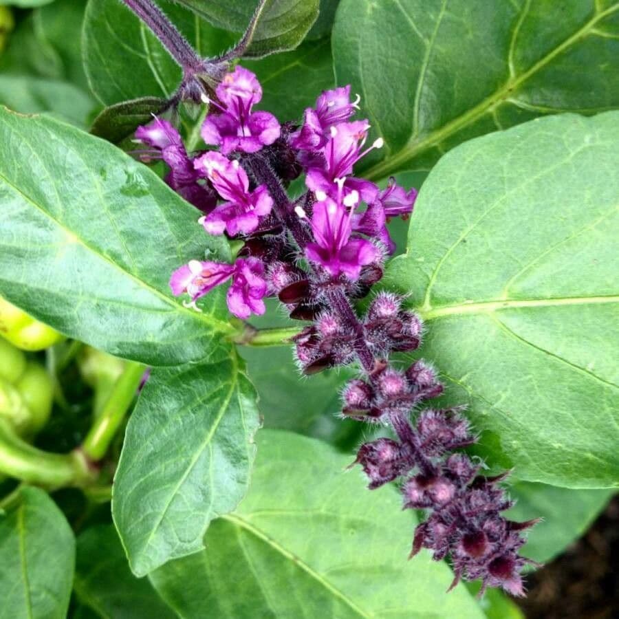 Basil 10