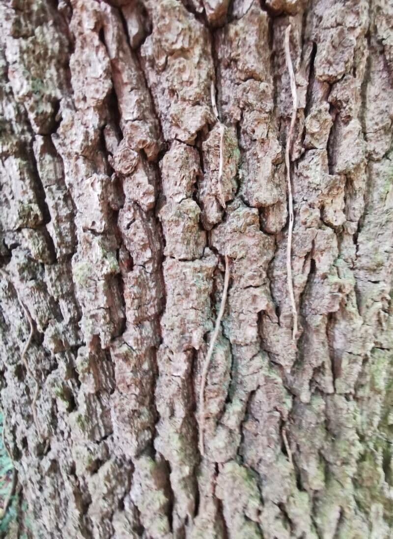 Pedunculate oak 22