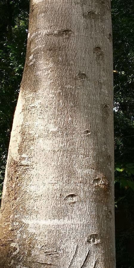 Sackingtree 9