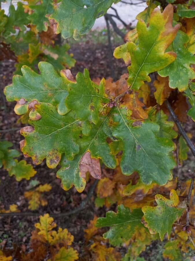 Pedunculate oak 18