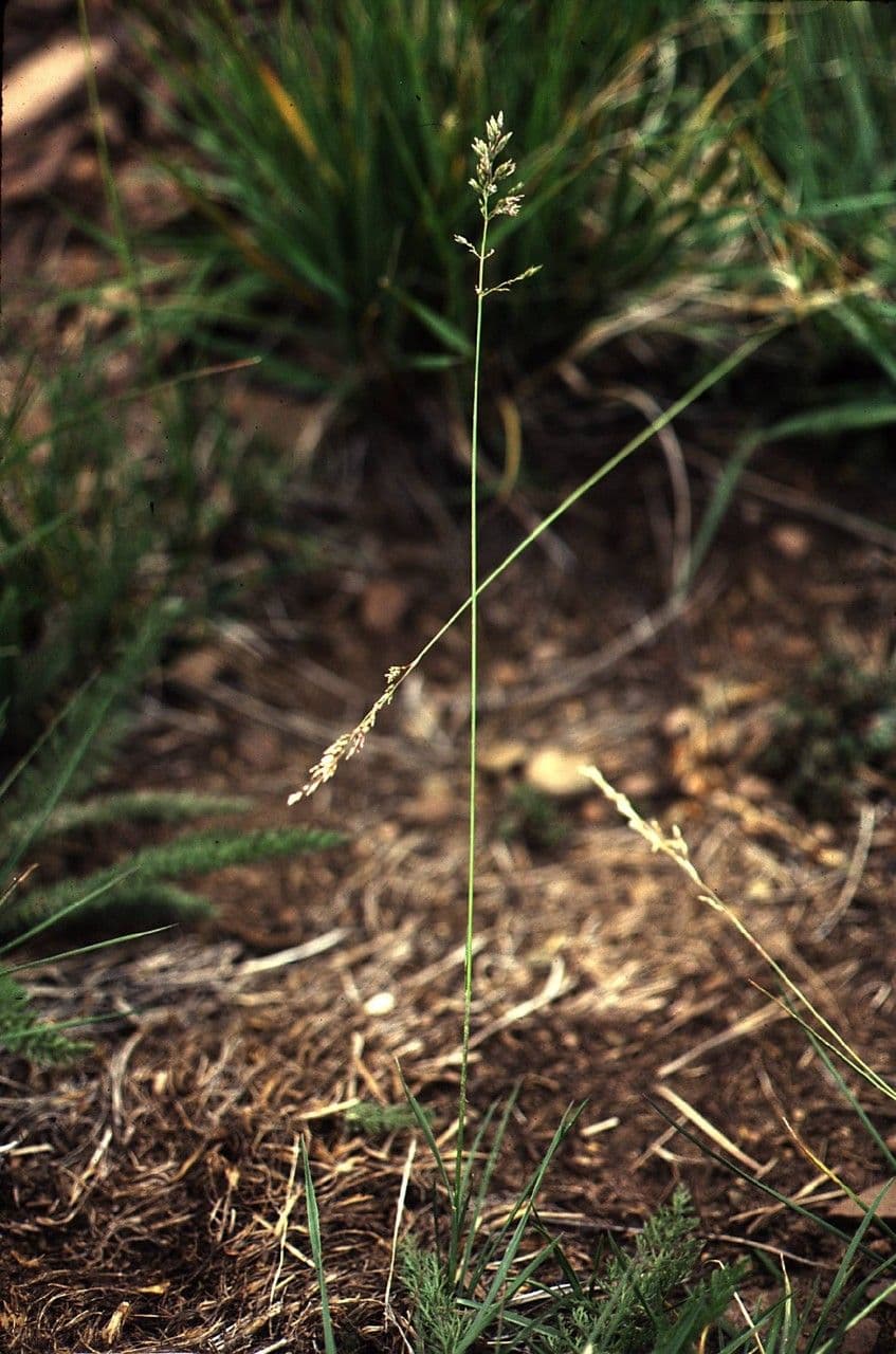 Glaucous Meadow-grass 8
