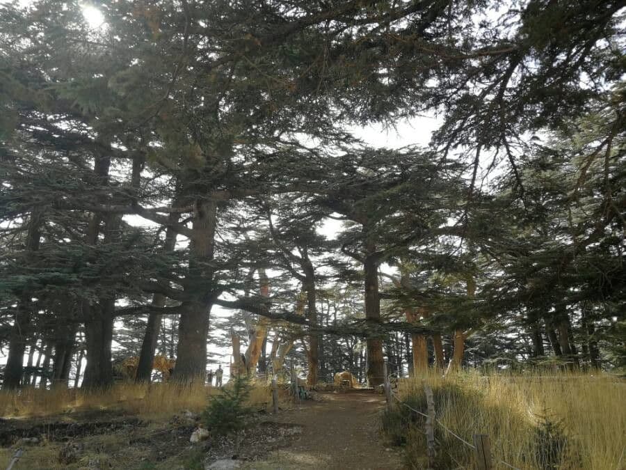 Cedar of lebanon 20