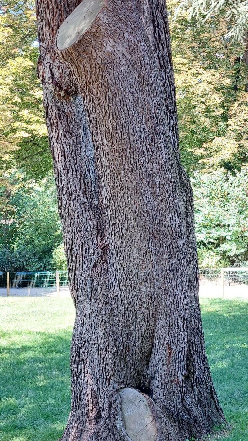 Cedar of lebanon 22