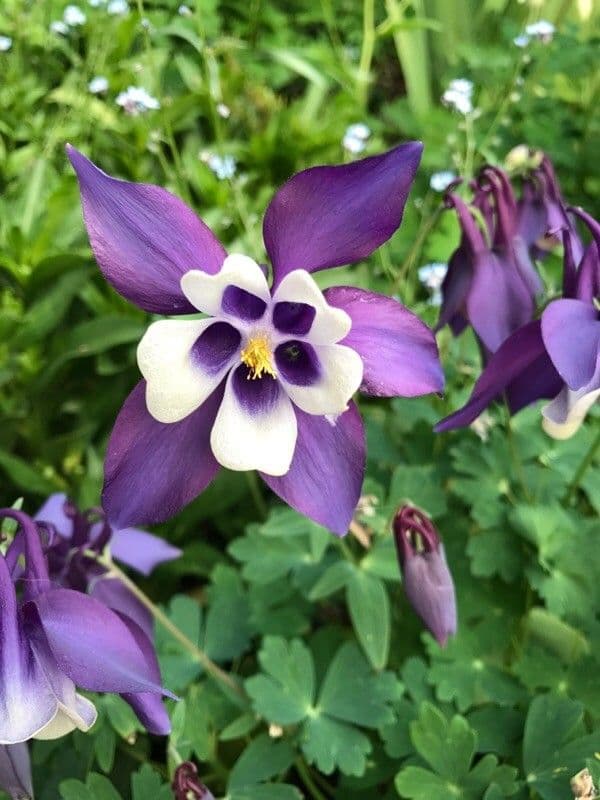 European columbine 10