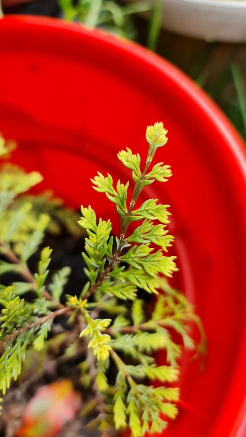 Chilean cedar 12