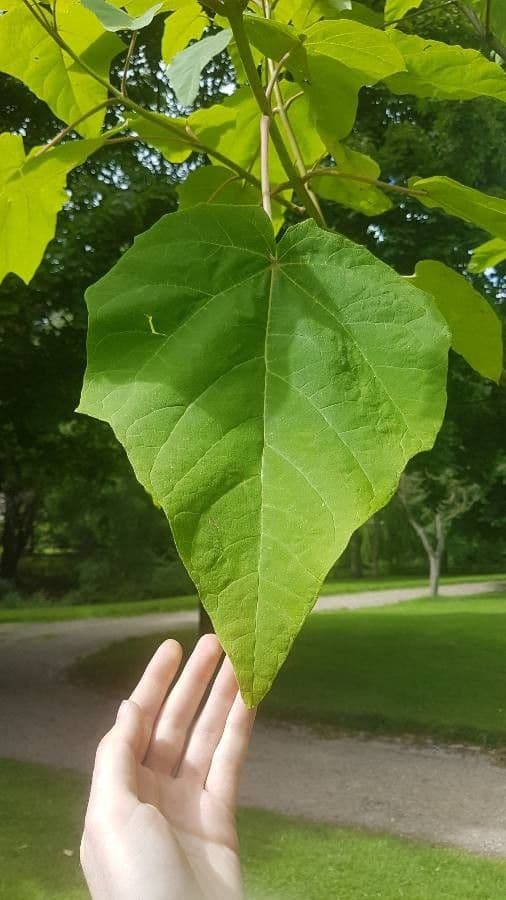 Chinese catalpa 18