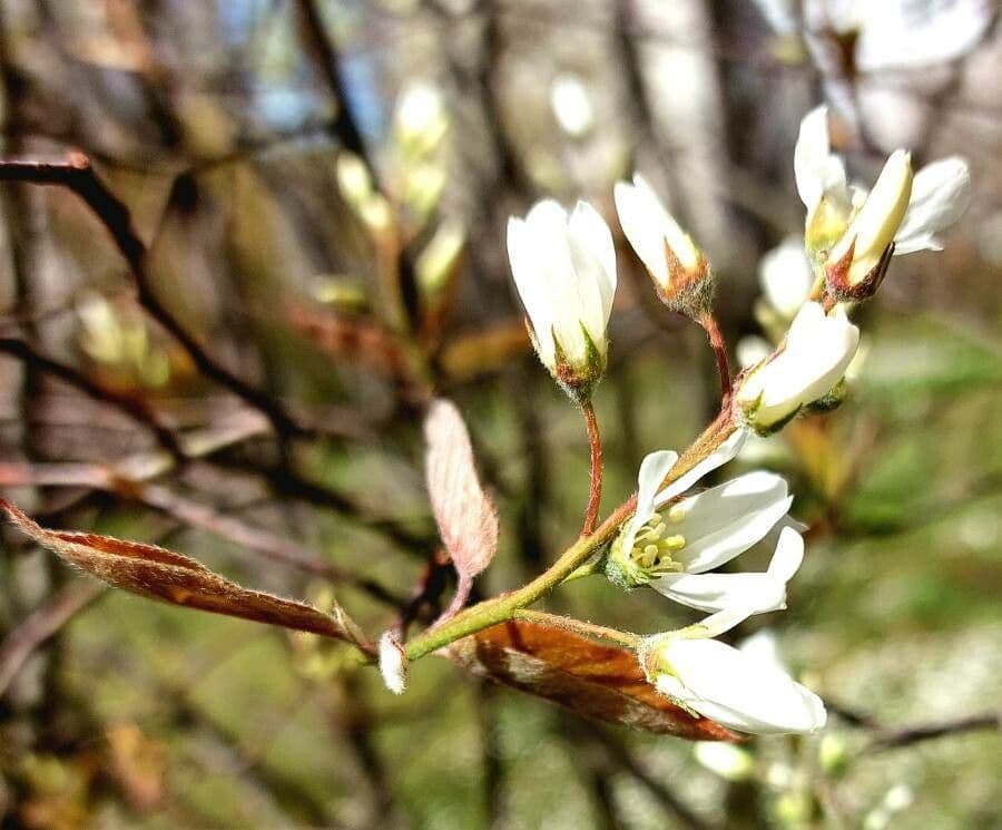 juneberry 8