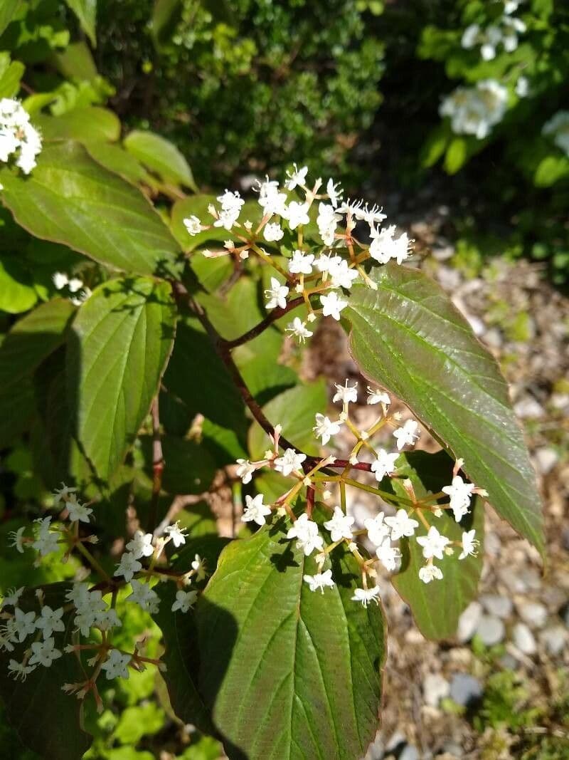 Tea-leaf viburnum 4