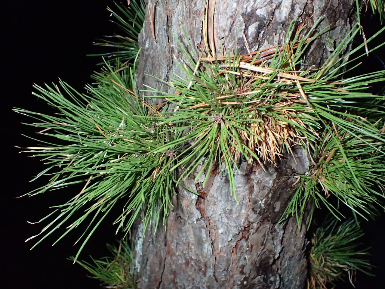 Northern pitch pine 11
