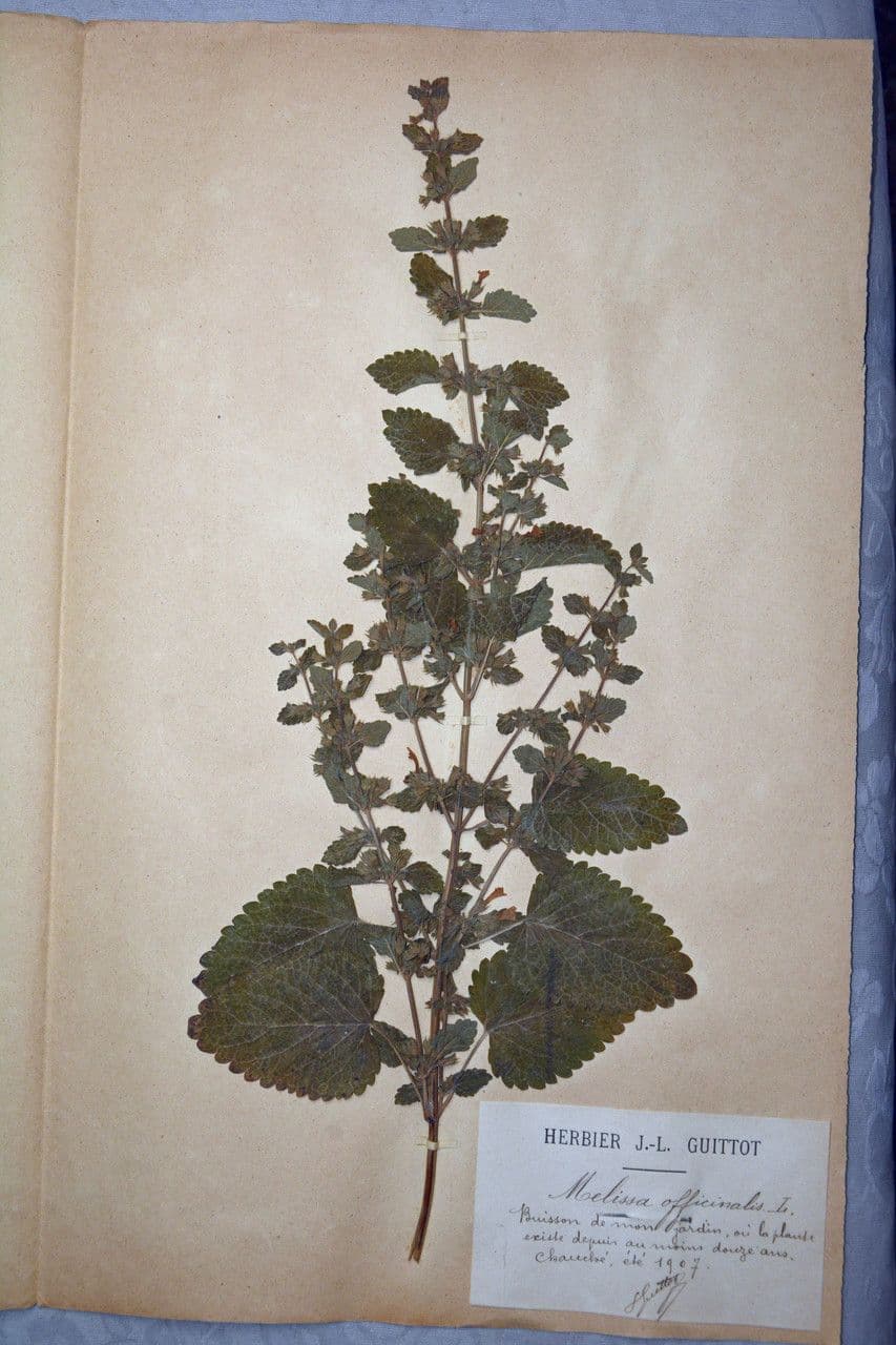 Balm 27