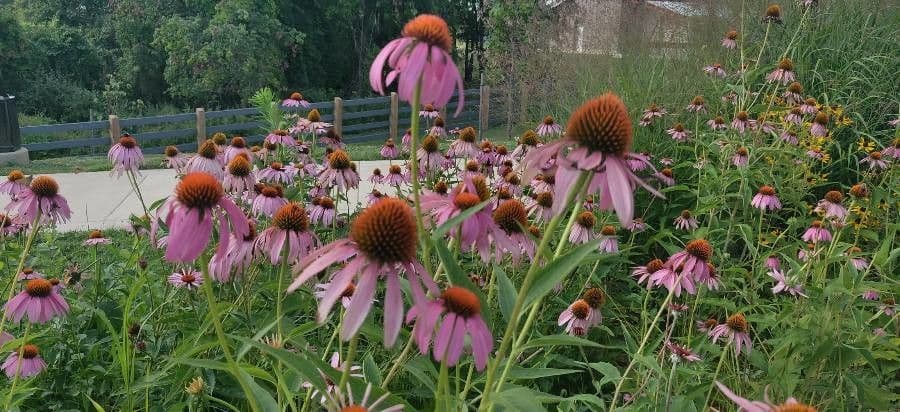 Pale echinacea 5