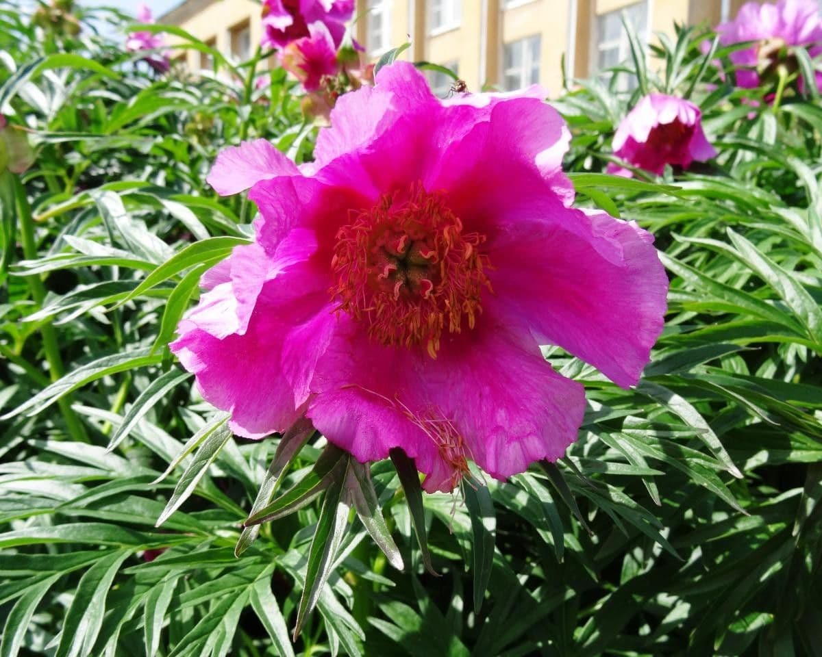 Anomalous peony 6