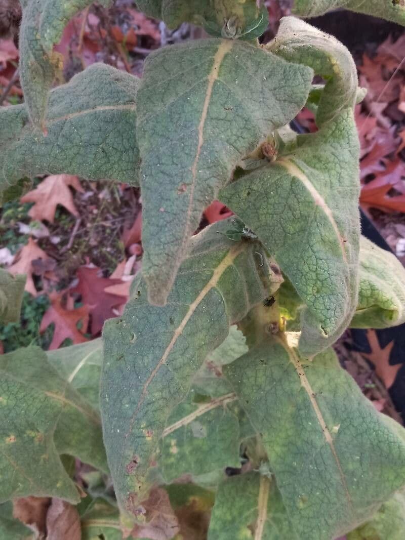 Dense-flower mullein 20