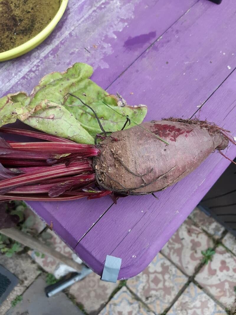 Beet 4