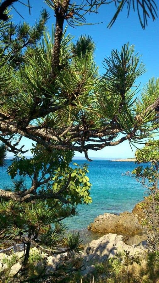 Northern pitch pine 19