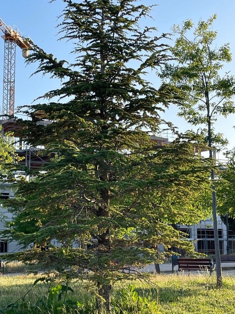 Cedar of lebanon 19