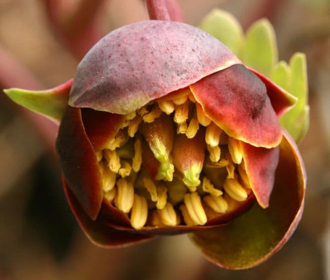 Brown's peony 4