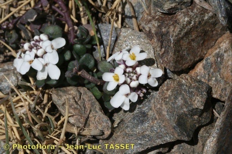 Pruit's candytuft 6