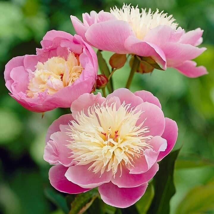 Common garden peony 8