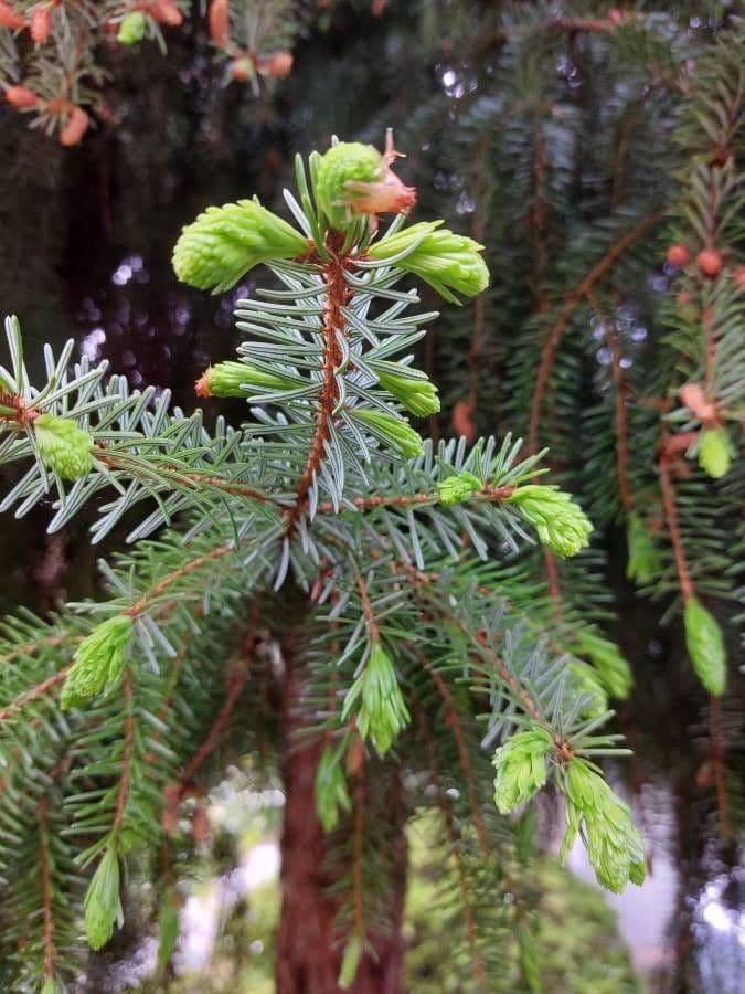 Serbian spruce 9