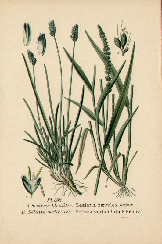 Blue moor grass 29