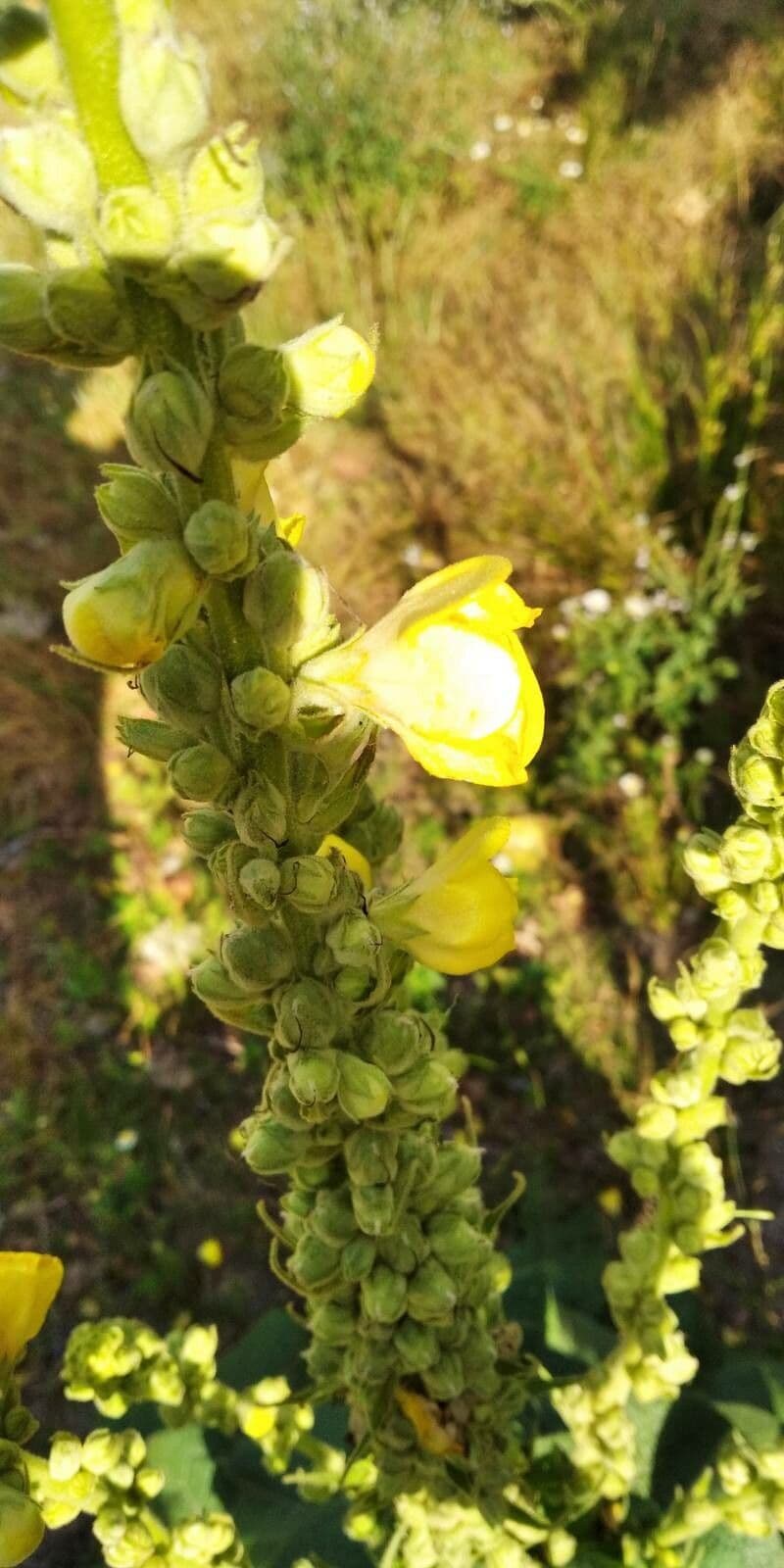 Dense-flower mullein 2